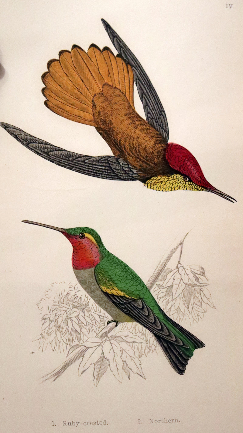 1856 Scarce Ornithology Book ~ HUMMING BIRDS described & Color Illustrated. By Henry Gardiner Adams.