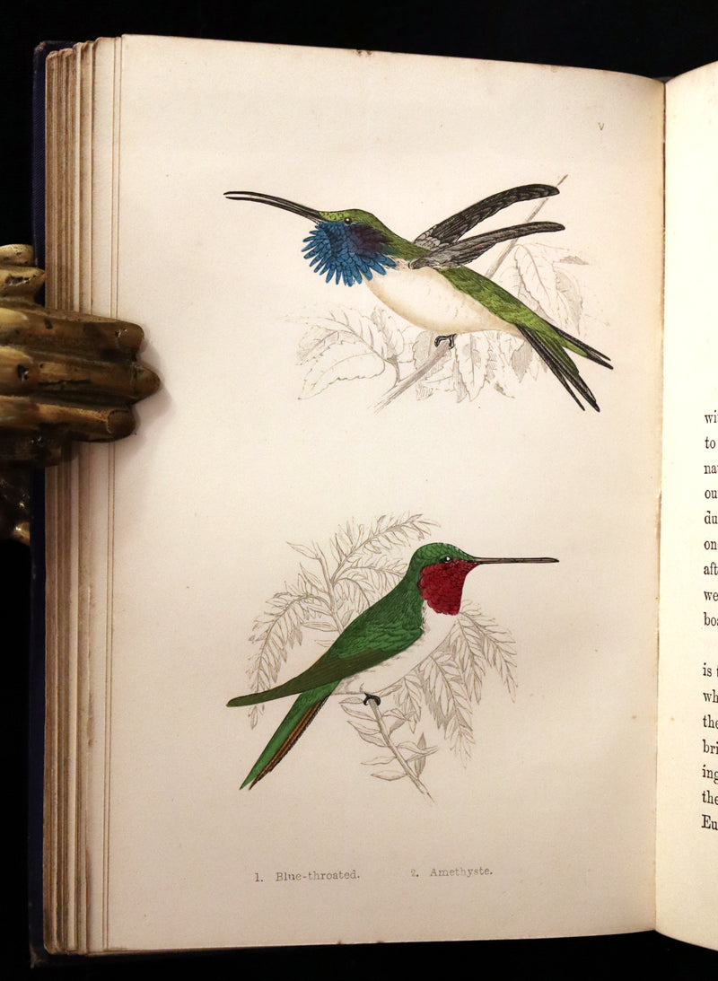 1856 Scarce Ornithology Book ~ HUMMING BIRDS described & Color Illustrated. By Henry Gardiner Adams.