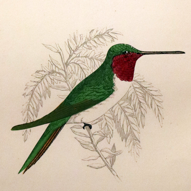 1856 Scarce Ornithology Book ~ HUMMING BIRDS described & Color Illustrated. By Henry Gardiner Adams.
