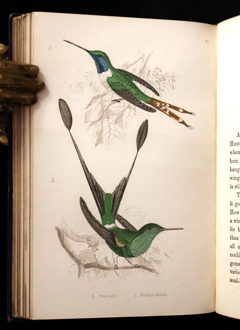 1856 Scarce Ornithology Book ~ HUMMING BIRDS described & Color Illustrated. By Henry Gardiner Adams.