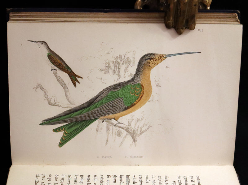 1856 Scarce Ornithology Book ~ HUMMING BIRDS described & Color Illustrated. By Henry Gardiner Adams.