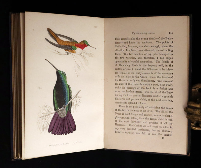 1856 Scarce Ornithology Book ~ HUMMING BIRDS described & Color Illustrated. By Henry Gardiner Adams.
