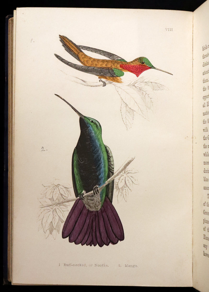 1856 Scarce Ornithology Book ~ HUMMING BIRDS described & Color Illustrated. By Henry Gardiner Adams.