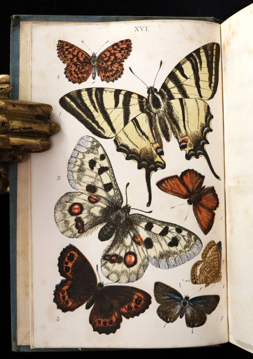 1860 Scarce Book - British Butterflies, Figures and Descriptions of Every Native Species by W. S. Coleman.