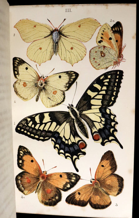 1860 Scarce Book - British Butterflies, Figures and Descriptions of Every Native Species by W. S. Coleman.