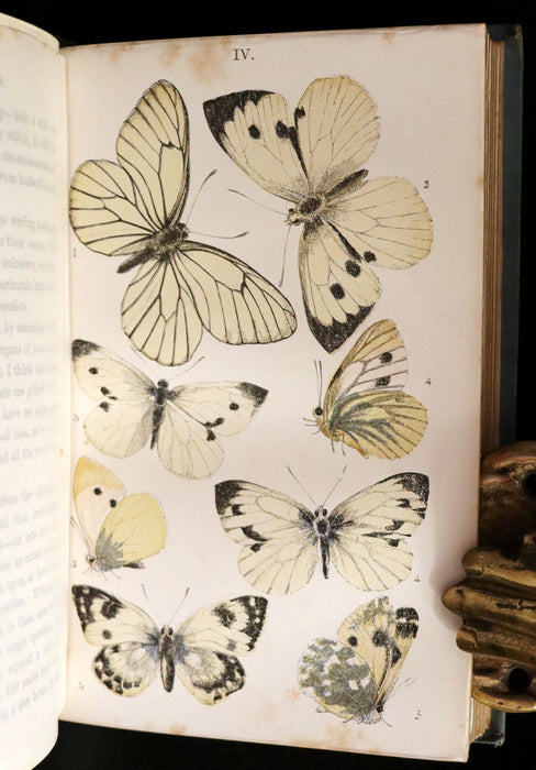 1860 Scarce Book - British Butterflies, Figures and Descriptions of Every Native Species by W. S. Coleman.