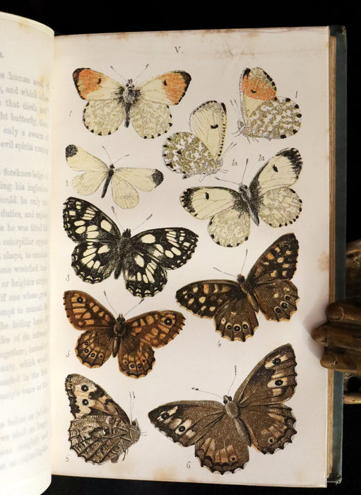 1860 Scarce Book - British Butterflies, Figures and Descriptions of Every Native Species by W. S. Coleman.