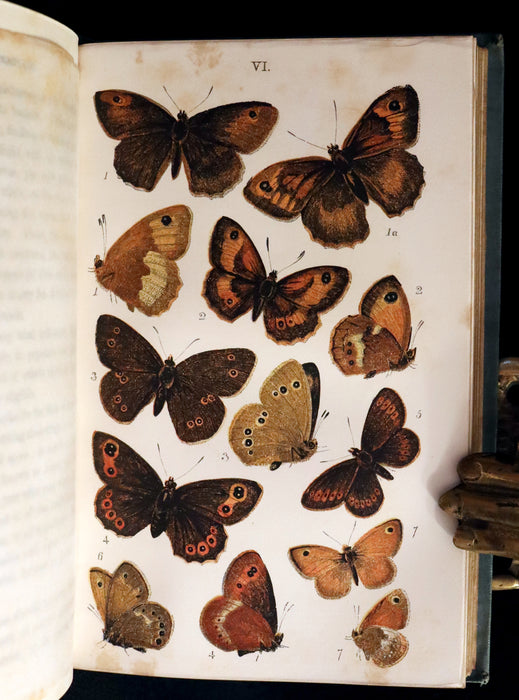 1860 Scarce Book - British Butterflies, Figures and Descriptions of Every Native Species by W. S. Coleman.