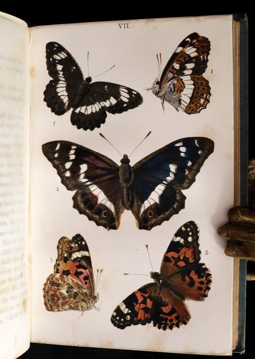 1860 Scarce Book - British Butterflies, Figures and Descriptions of Every Native Species by W. S. Coleman.