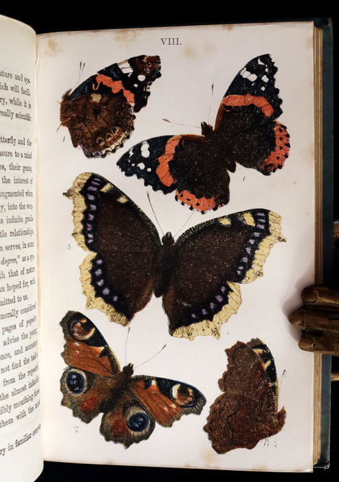 1860 Scarce Book - British Butterflies, Figures and Descriptions of Every Native Species by W. S. Coleman.