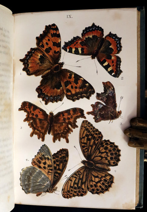 1860 Scarce Book - British Butterflies, Figures and Descriptions of Every Native Species by W. S. Coleman.