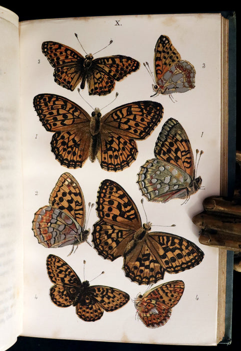 1860 Scarce Book - British Butterflies, Figures and Descriptions of Every Native Species by W. S. Coleman.