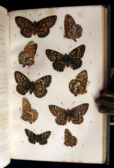 1860 Scarce Book - British Butterflies, Figures and Descriptions of Every Native Species by W. S. Coleman.