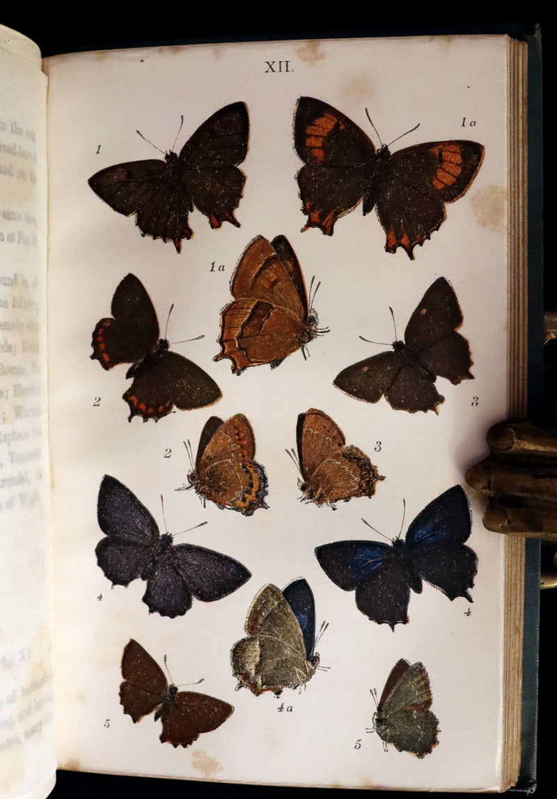 1860 Scarce Book - British Butterflies, Figures and Descriptions of Every Native Species by W. S. Coleman.