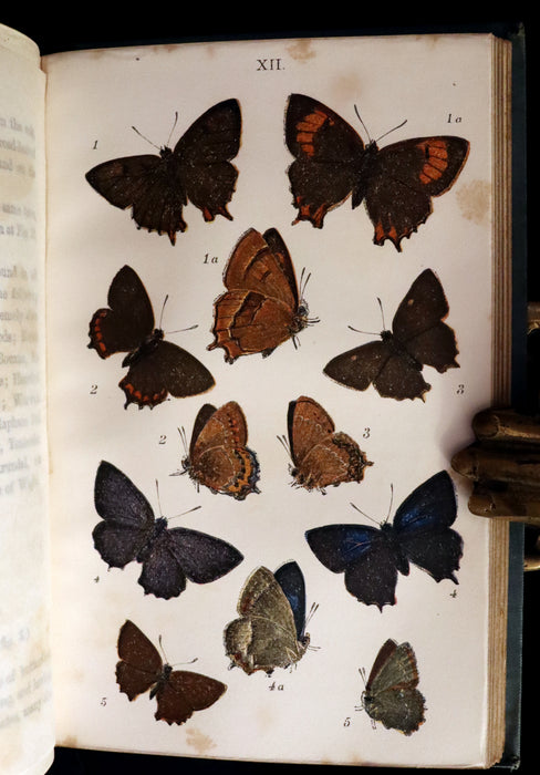 1860 Scarce Book - British Butterflies, Figures and Descriptions of Every Native Species by W. S. Coleman.