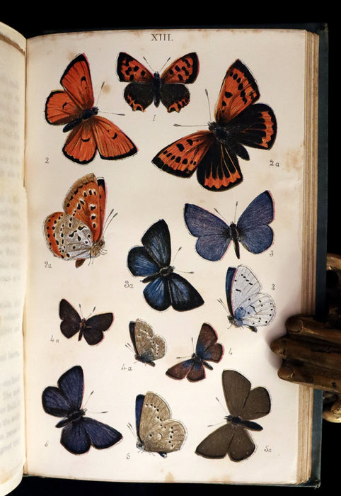 1860 Scarce Book - British Butterflies, Figures and Descriptions of Every Native Species by W. S. Coleman.