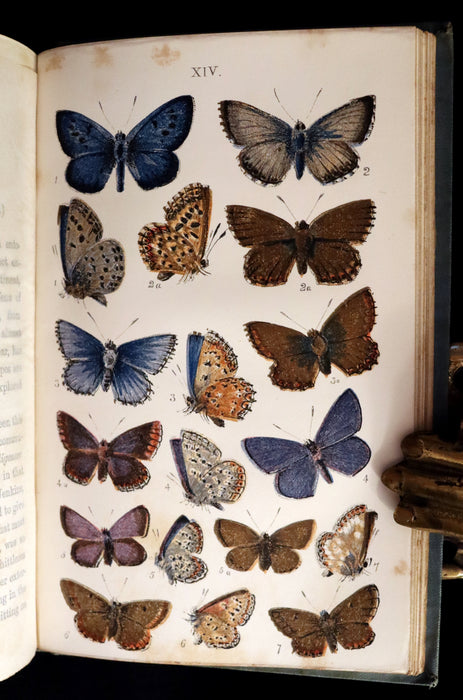 1860 Scarce Book - British Butterflies, Figures and Descriptions of Every Native Species by W. S. Coleman.