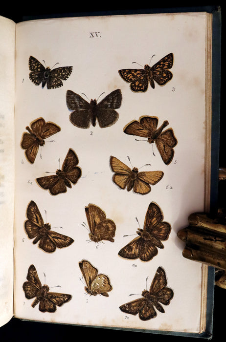 1860 Scarce Book - British Butterflies, Figures and Descriptions of Every Native Species by W. S. Coleman.