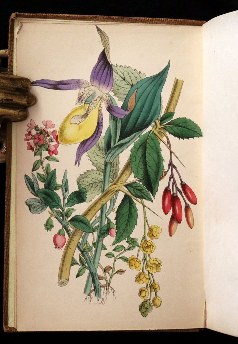 1850 Rare Victorian Book ~ Favourite Field Flowers, or, Wild Flowers of England Popularly Described by Robert Tyas.