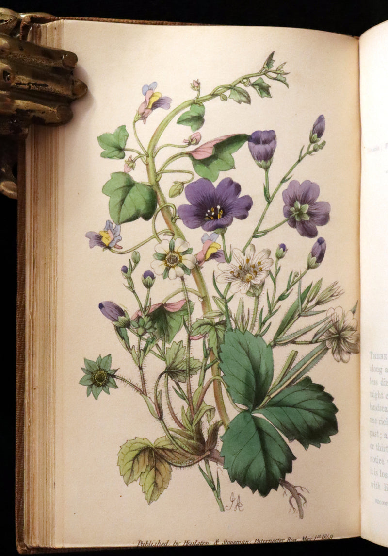 1850 Rare Victorian Book ~ Favourite Field Flowers, or, Wild Flowers of England Popularly Described by Robert Tyas.