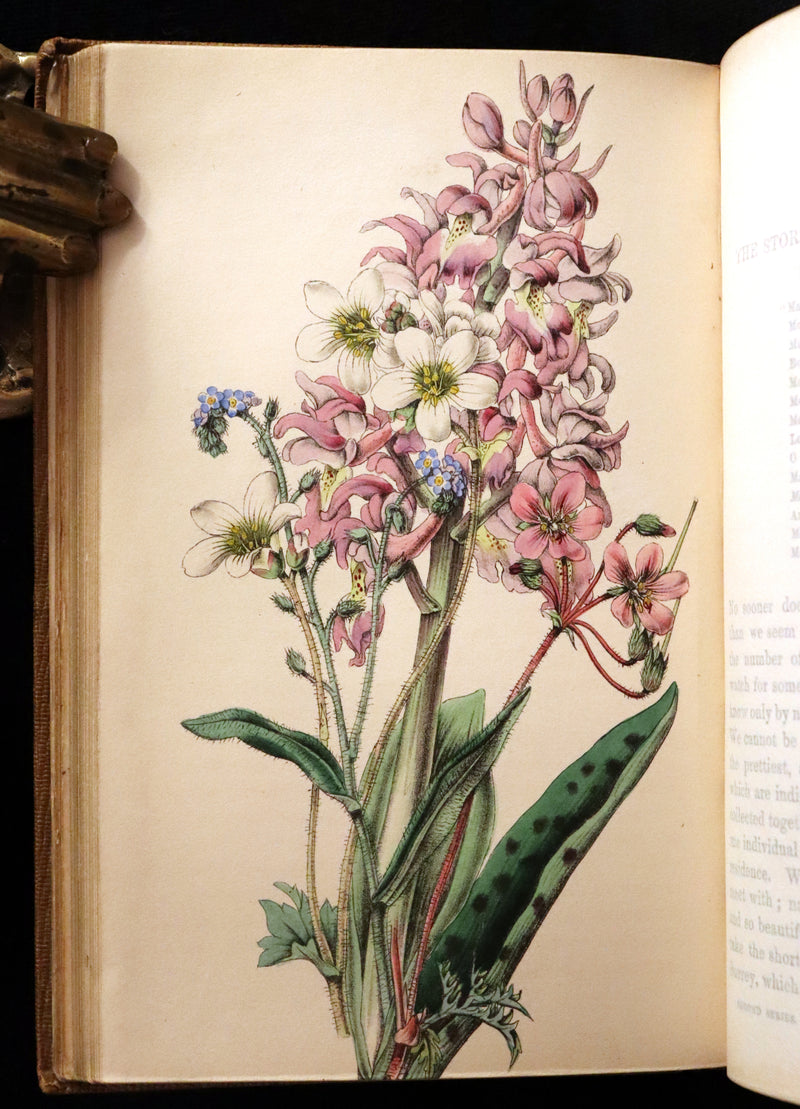 1850 Rare Victorian Book ~ Favourite Field Flowers, or, Wild Flowers of England Popularly Described by Robert Tyas.