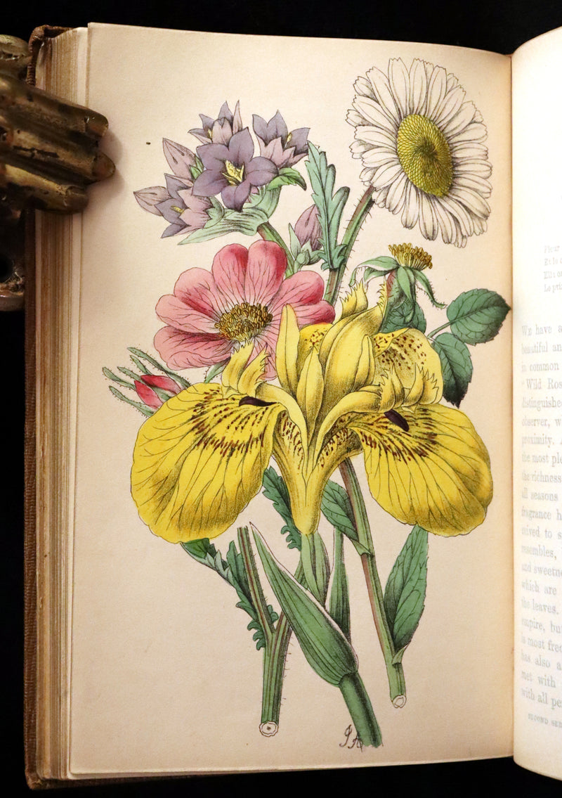 1850 Rare Victorian Book ~ Favourite Field Flowers, or, Wild Flowers of England Popularly Described by Robert Tyas.
