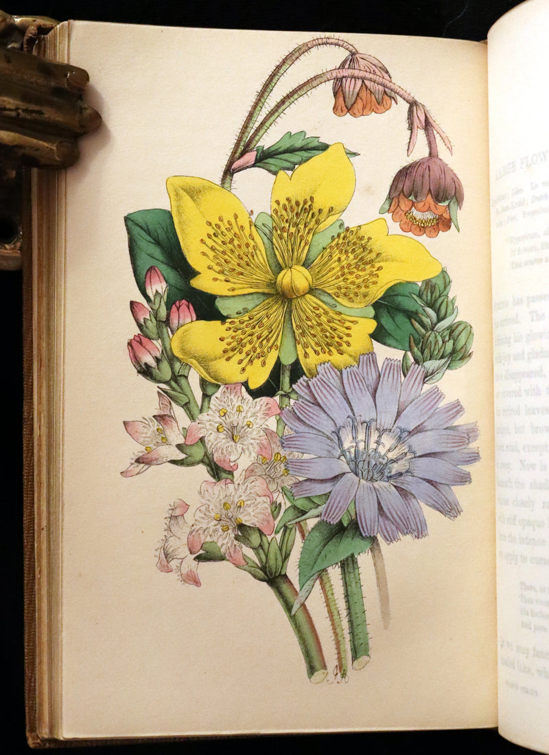 1850 Rare Victorian Book ~ Favourite Field Flowers, or, Wild Flowers of England Popularly Described by Robert Tyas.