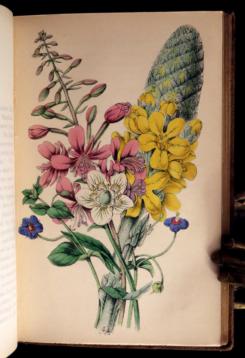1850 Rare Victorian Book ~ Favourite Field Flowers, or, Wild Flowers of England Popularly Described by Robert Tyas.