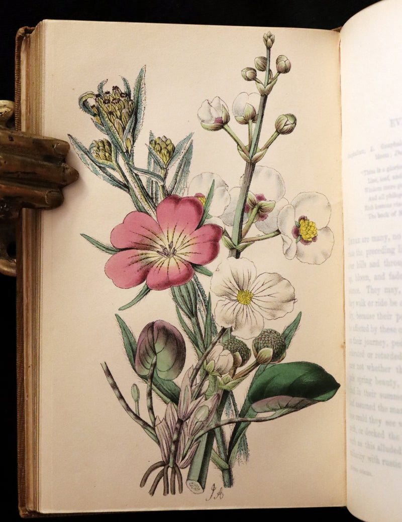 1850 Rare Victorian Book ~ Favourite Field Flowers, or, Wild Flowers of England Popularly Described by Robert Tyas.