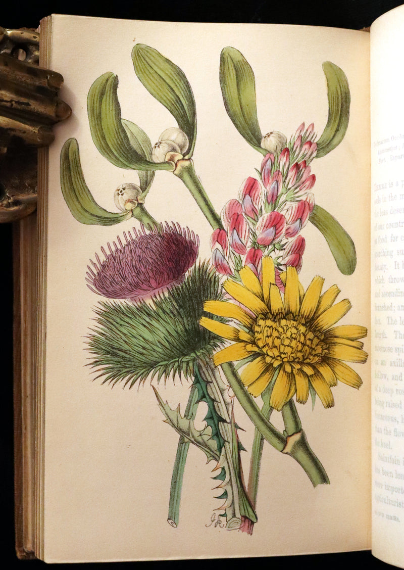 1850 Rare Victorian Book ~ Favourite Field Flowers, or, Wild Flowers of England Popularly Described by Robert Tyas.
