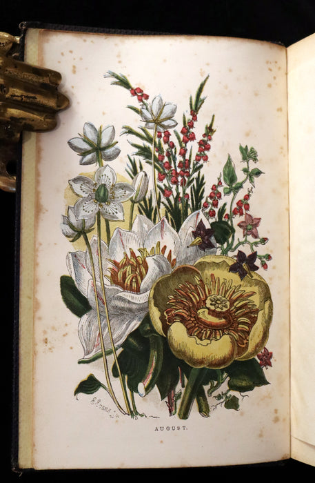 1858 Rare Book - Wild Flowers and Medicinal Uses color Illustrated by Noel Humphreys.