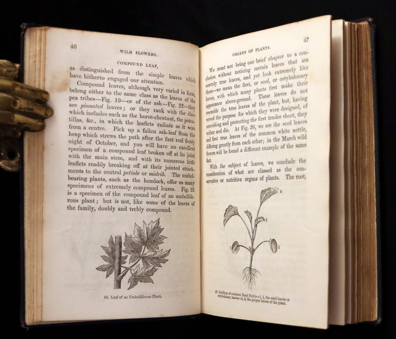 1858 Rare Book - Wild Flowers and Medicinal Uses color Illustrated by Noel Humphreys.