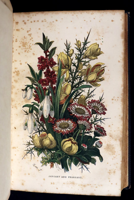 1858 Rare Book - Wild Flowers and Medicinal Uses color Illustrated by Noel Humphreys.