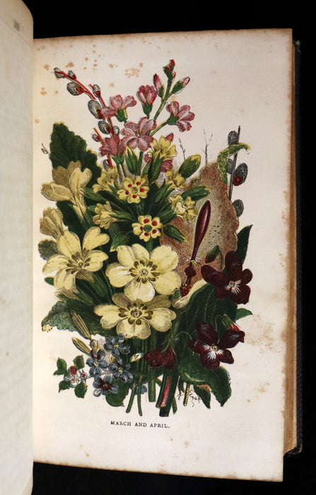 1858 Rare Book - Wild Flowers and Medicinal Uses color Illustrated by Noel Humphreys.