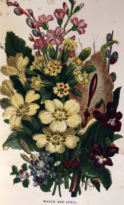 1858 Rare Book - Wild Flowers and Medicinal Uses color Illustrated by Noel Humphreys.