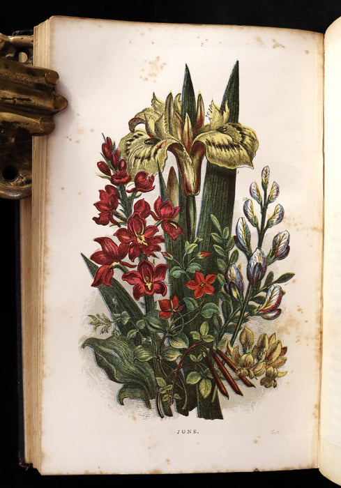 1858 Rare Book - Wild Flowers and Medicinal Uses color Illustrated by Noel Humphreys.