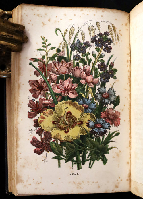 1858 Rare Book - Wild Flowers and Medicinal Uses color Illustrated by Noel Humphreys.