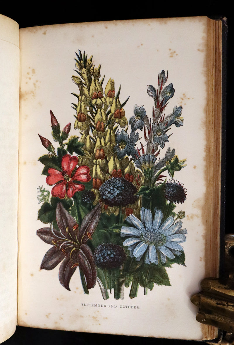 1858 Rare Book - Wild Flowers and Medicinal Uses color Illustrated by Noel Humphreys.