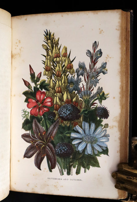 1858 Rare Book - Wild Flowers and Medicinal Uses color Illustrated by Noel Humphreys.