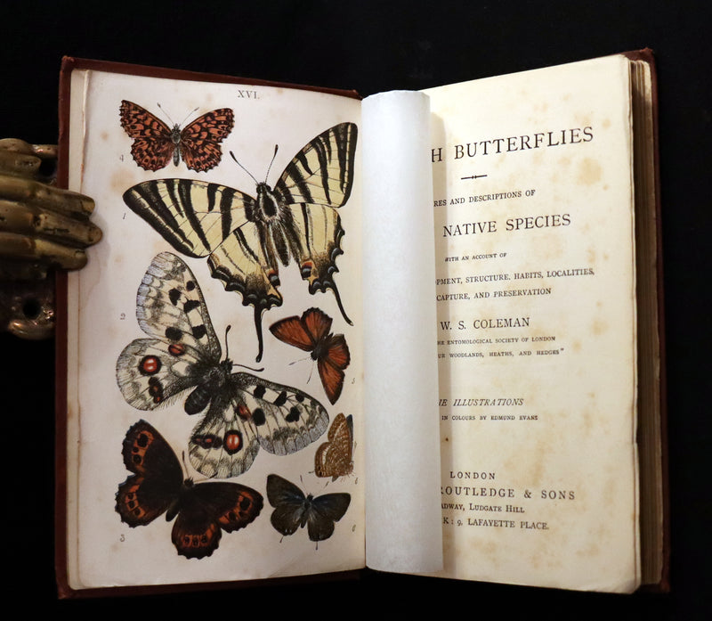 1860 Scarce Book - British Butterflies, Figures and Descriptions of Every Native Species by W. S. Coleman.