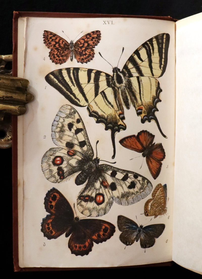1860 Scarce Book - British Butterflies, Figures and Descriptions of Every Native Species by W. S. Coleman.