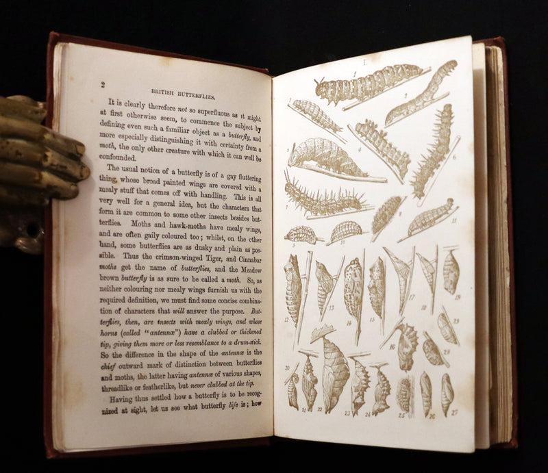 1860 Scarce Book - British Butterflies, Figures and Descriptions of Every Native Species by W. S. Coleman.