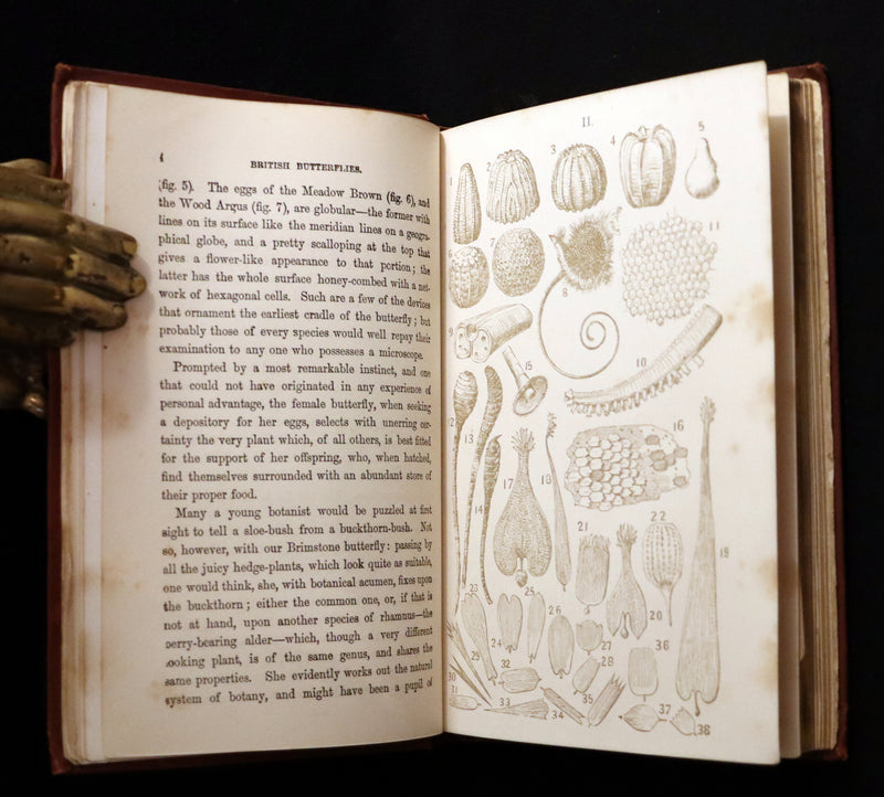 1860 Scarce Book - British Butterflies, Figures and Descriptions of Every Native Species by W. S. Coleman.