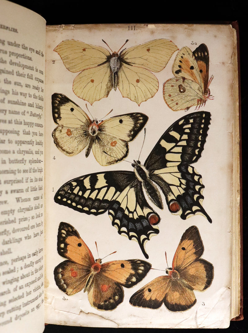 1860 Scarce Book - British Butterflies, Figures and Descriptions of Every Native Species by W. S. Coleman.