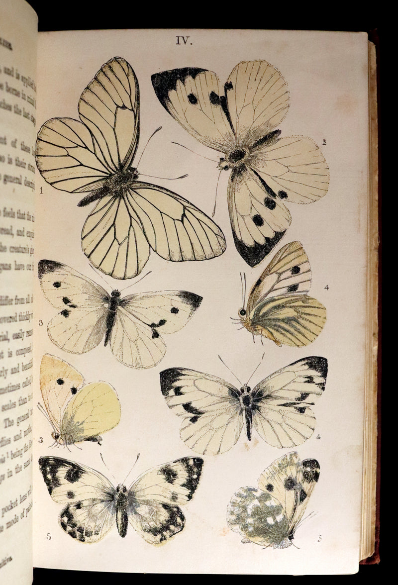 1860 Scarce Book - British Butterflies, Figures and Descriptions of Every Native Species by W. S. Coleman.