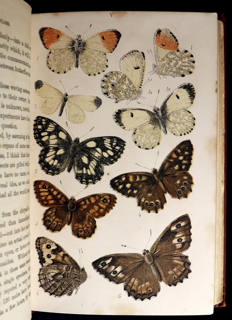 1860 Scarce Book - British Butterflies, Figures and Descriptions of Every Native Species by W. S. Coleman.