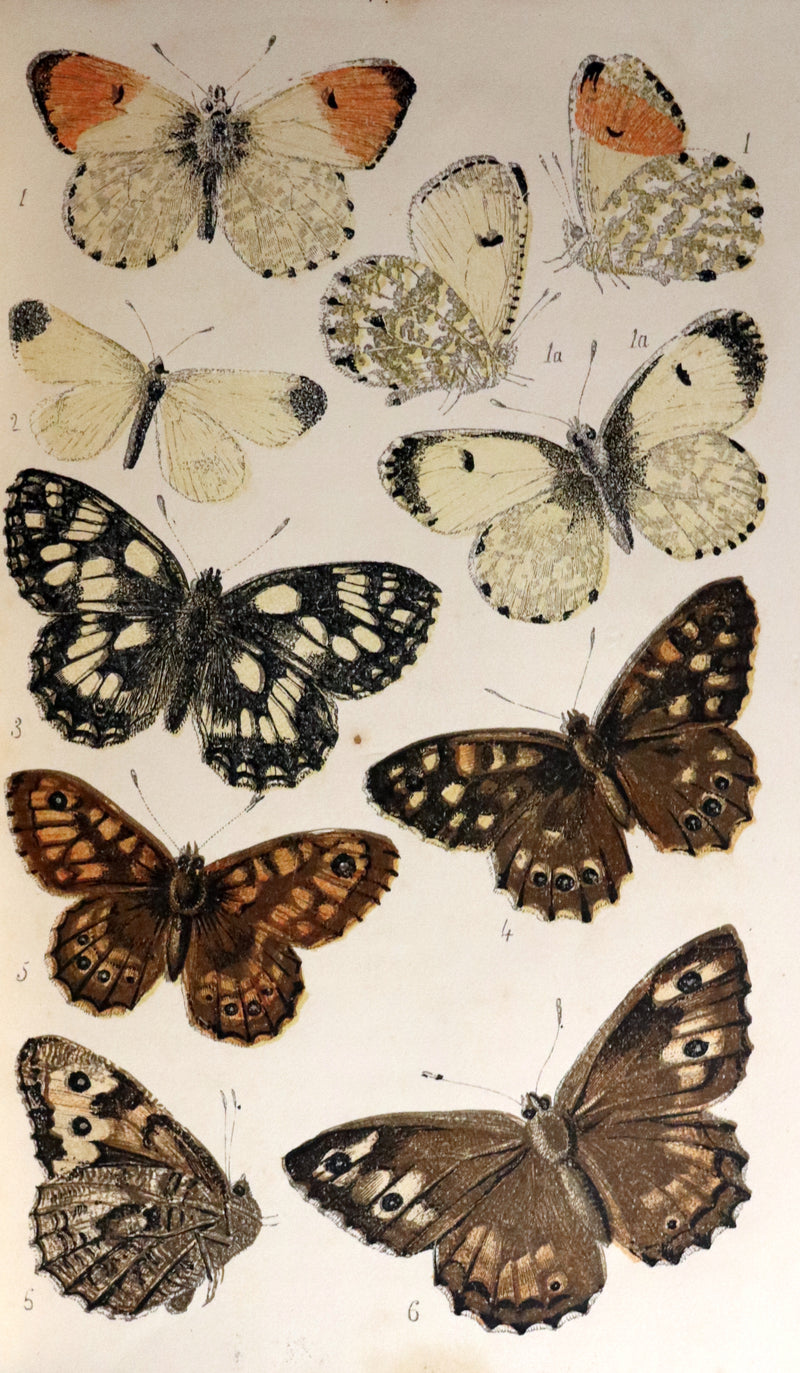 1860 Scarce Book - British Butterflies, Figures and Descriptions of Every Native Species by W. S. Coleman.