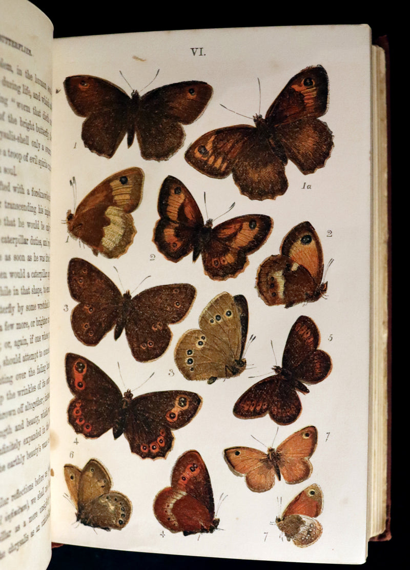 1860 Scarce Book - British Butterflies, Figures and Descriptions of Every Native Species by W. S. Coleman.