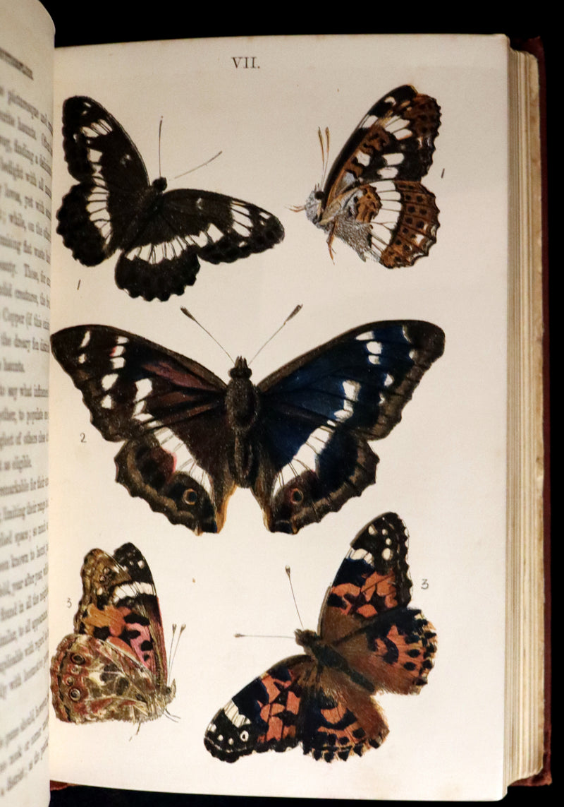 1860 Scarce Book - British Butterflies, Figures and Descriptions of Every Native Species by W. S. Coleman.