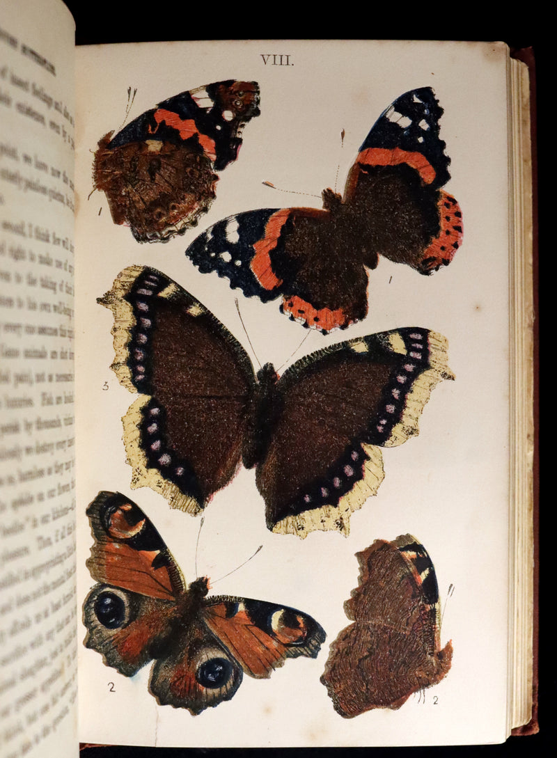1860 Scarce Book - British Butterflies, Figures and Descriptions of Every Native Species by W. S. Coleman.